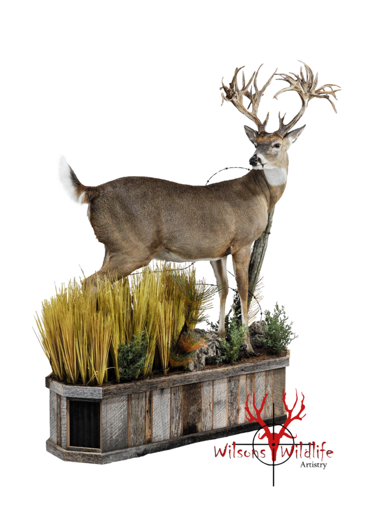 Whitetail, whitetail taxidermy, lifesize, lifesize taxidermy, wilsons wildlife artistry